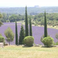 Jardin Provençal