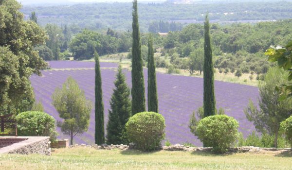 Jardin Provençal